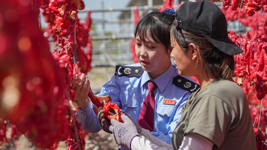 2023年8月博湖县税务局走进博湖县乌兰再格森乡席子木呼尔村辣椒种植基地 向农民宣传税惠政策吉税法知识，了解农产业情况，帮助农民“增收致富” (7)_副本.jpg
